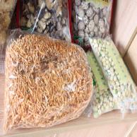 images/images/HM_gallery/Cordyceps_militaris.jpg