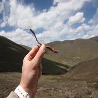 images/images/HM_gallery/Cordyceps_sinensis_Marco2.jpg