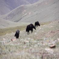 images/images/HM_gallery/Cordyceps_sinensis_Marco_yak.jpg
