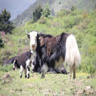 images/images/HM_gallery/Cordyceps_sinensis_Marco_yak2.jpg