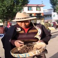 images/images/HM_gallery/Cordyceps_sinensis_selling.jpg