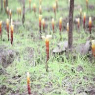 images/images/HM_gallery/Ganoderma_lucidum_Reishi_growing2.jpg