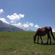 images/images/HM_gallery/Horse_tibet.jpg