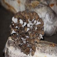 images/images/HM_gallery/Maitake_grifola_frondosa.jpg