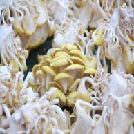 images/images/HM_gallery/Pleurotus_citrinopileatus.jpg